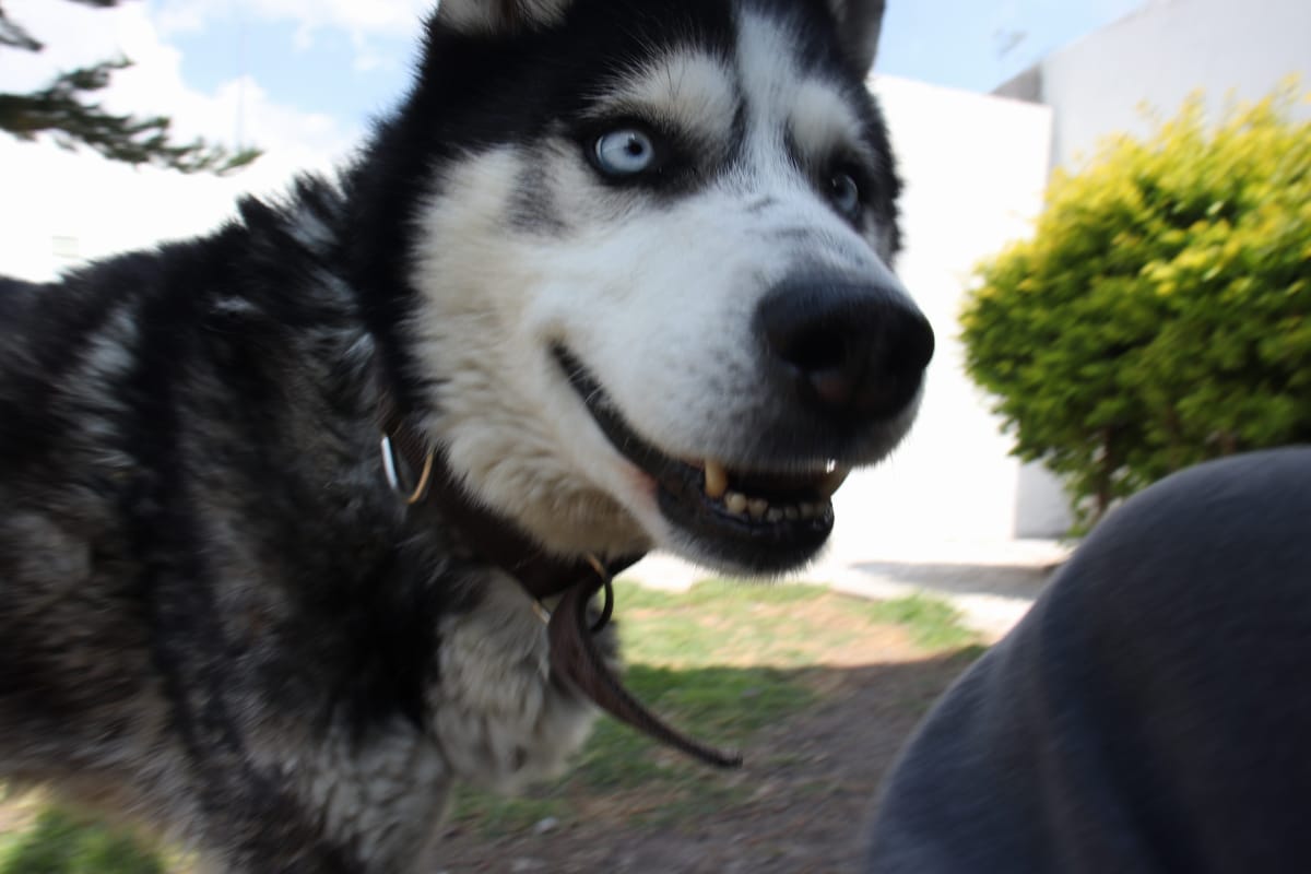 Foto de Odín